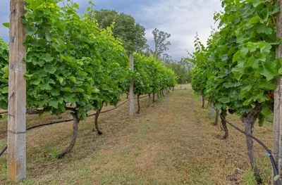 a row of trees in a vineyard at Apartman Maslina in Podgorica