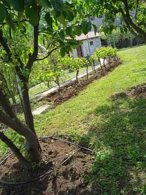 a garden with a tree in the grass at Bed & Wine Djonovic in Virpazar