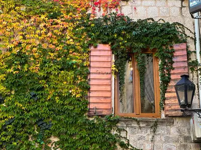 a window on the side of a building covered in vines at La Mia Amore in Kotor