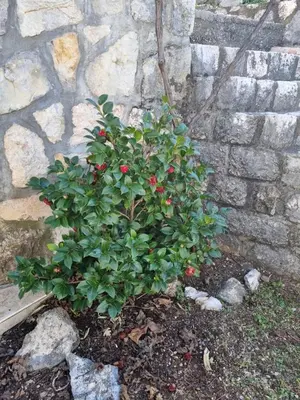 a plant with red berries on it in front of a wall at Villa Frida in Sveti Stefan