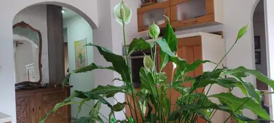 a large green plant in a room with a mirror at Apartment OAZA in Kotor