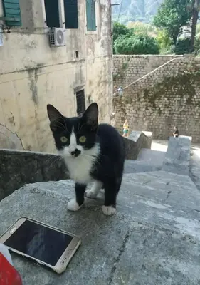 a black and white cat standing next to a tablet at Bond studios- Old town in Kotor