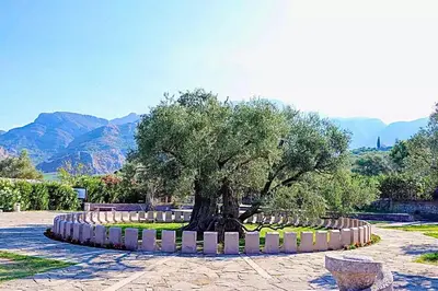 a tree in the middle of a circular garden at Old Town Bar Apartments in Stari Bar