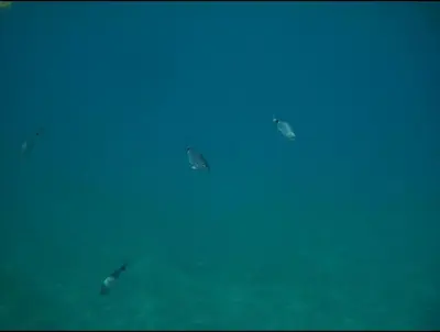 a group of fish swimming in the water at Summer Beach House in Ulcinj