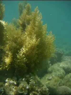 an underwater picture of a coral reef at Summer Beach House in Ulcinj