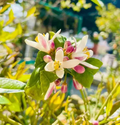 a white and pink flower with green leaves at Dream Apartments in Dobra Voda