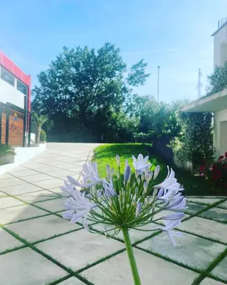 a purple flower sitting on top of a sidewalk at Ajan Apartments in Ulcinj