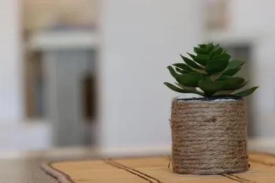 a potted plant sitting on top of a wooden table at Dineta Apartment in Ulcinj