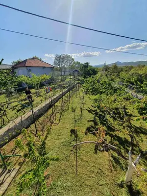 a row of trees in a field next to a building at Green House Pejovic in Podgorica