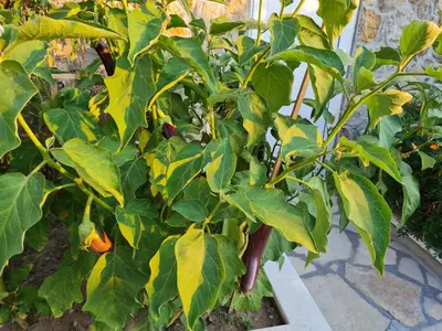 a close up of a pepper plant in a garden at Apartments 