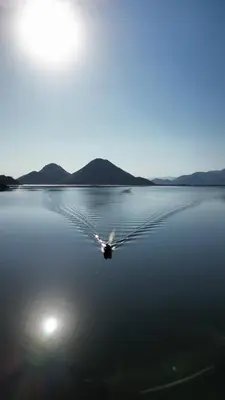 a duck swimming on a large body of water at JG Studio apartment in Vranjina