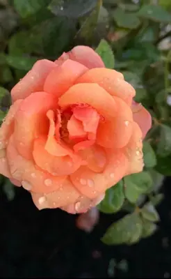 a pink rose with rain drops on it at Hotel WGrand in Petrovac na Moru