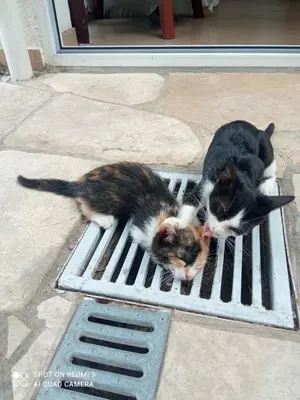 two cats laying on a grate in front of a door at OLGA apartmani in Sutomore