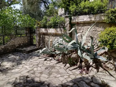 a plant in a garden next to a stone wall at Villa Golda, The whole house Biker Friendly in Rijeka Reževići