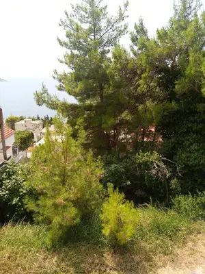 a group of trees on a hill near the ocean at гостевой дом Polina2 in Gornji Sušanj